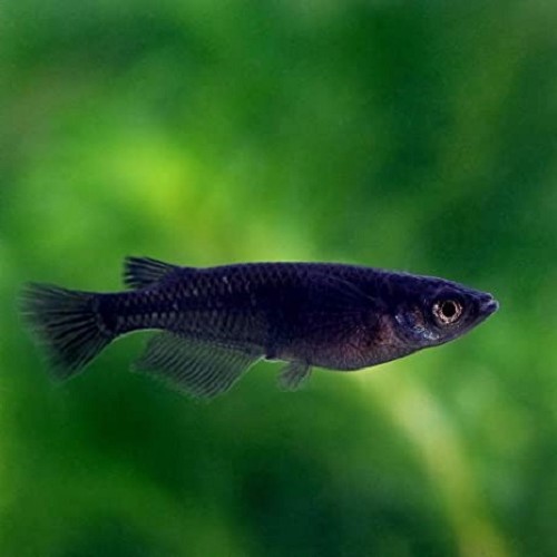 Oryzias latipes gold Medaka - Médaka L